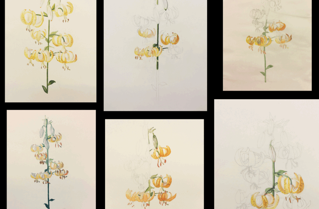 Botanisch tekenen